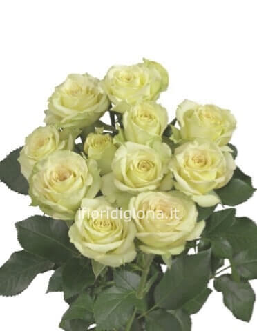 Rose colore bianco da comporre in mazzo per numero di steli. 